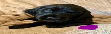 Cocker Spaniel 6