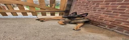 German Shepherd dogs for stud: German Shepherd for stud outstanding boy  - Advert 8