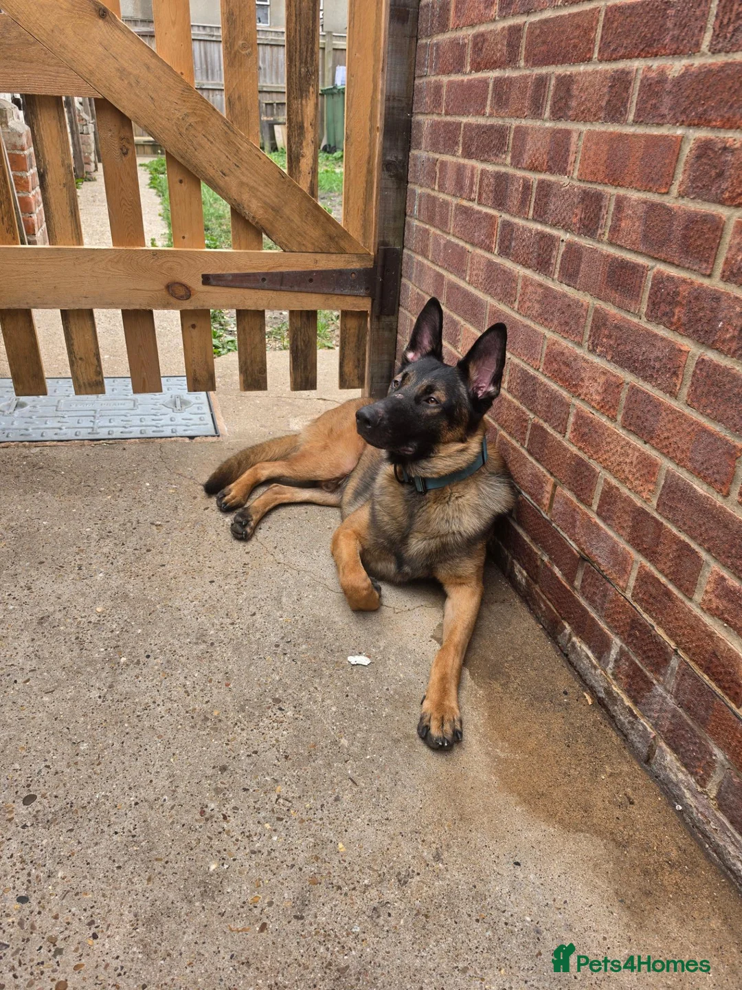 German Shepherd dogs for stud: German Shepherd for stud outstanding boy  - Advert 8