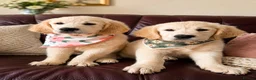 Golden Retriever dogs for sale: World champions blood, FCI & KC in Liverpool - Advert 1