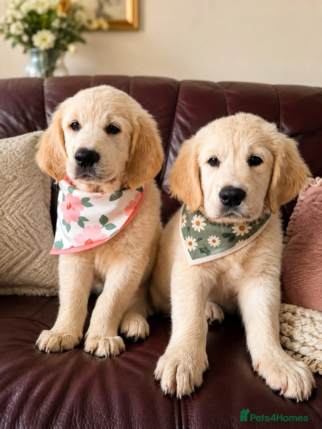 Golden Retriever dogs for sale: World champions blood, FCI & KC in Liverpool - Advert 1
