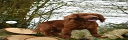 Sprocker dogs for sale: Fox red sprocker puppies - Advert 2