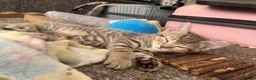 Mixed Breed cats for sale: Gorgeous 12week old tabby brother and sister - Advert 12