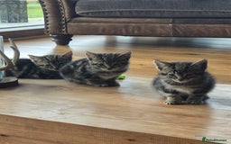 Mixed Breed cats for sale: Beautiful marked  friendly kittens  - Image 11