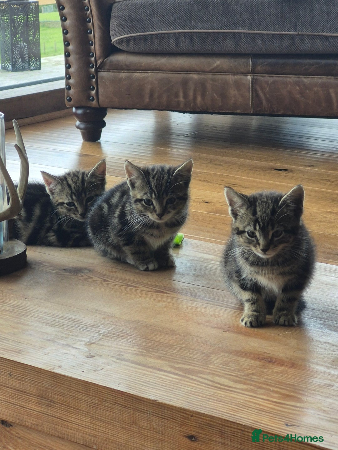 Mixed Breed cats for sale: Beautiful marked  friendly kittens  - Image 11