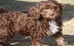 Australian Labradoodle dogs for sale: 🧡💚💙Last girl available, fully health test💙💚🧡 - Image 11