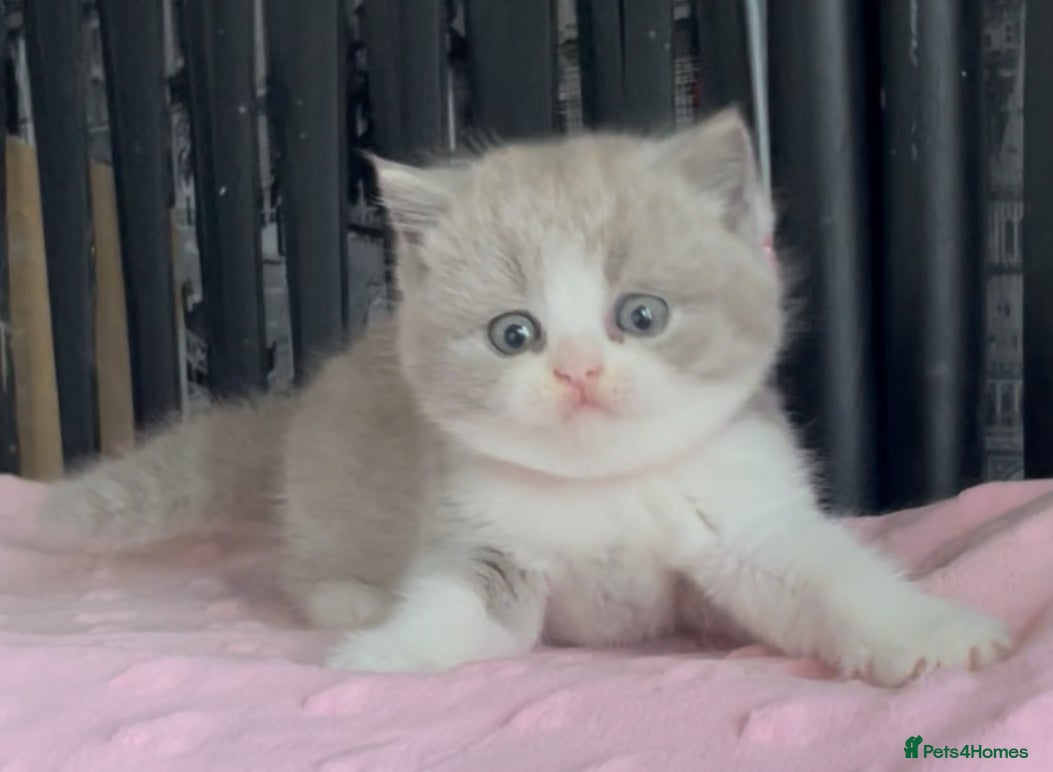 British Shorthair cats for sale: Beautiful BSH Champion line Kittens  - Advert 6