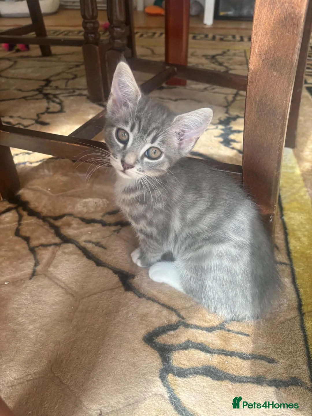 Mixed Breed cats for sale: Beautiful 10-Week-Old Female Kitten - Advert 2