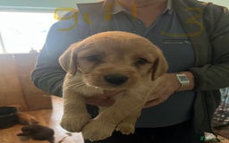 Labradoodle dogs for sale: Labradoodle puppies for sale  - Image 7