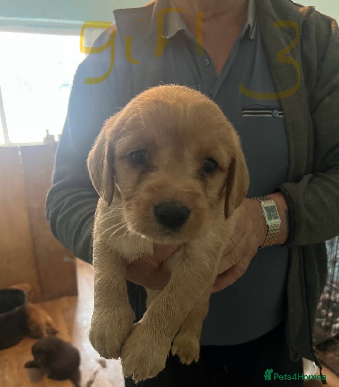 Labradoodle dogs for sale: Labradoodle puppies for sale  - Image 7