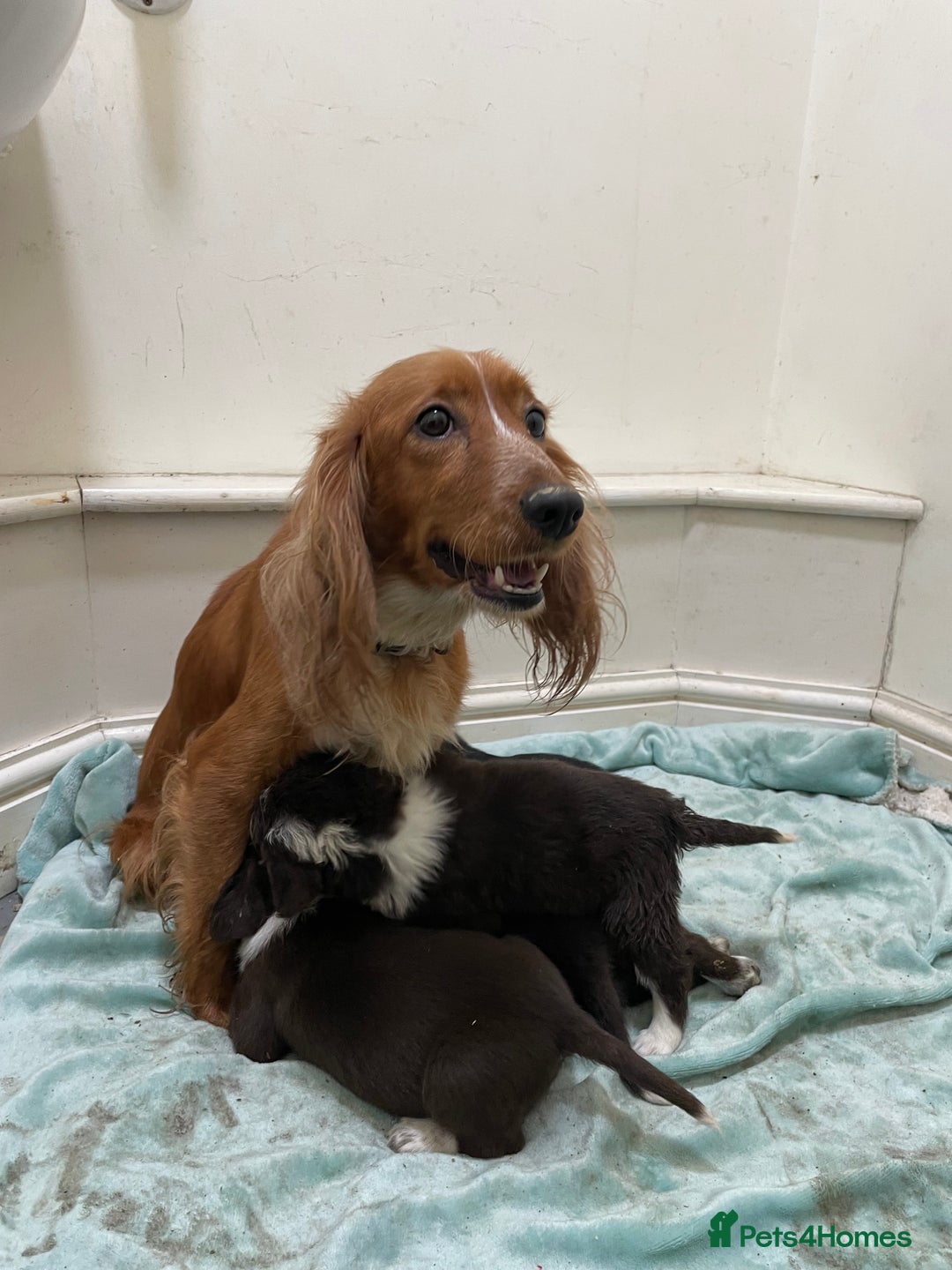 Mixed Breed dogs for sale: Sprollie puppies  - Image 24