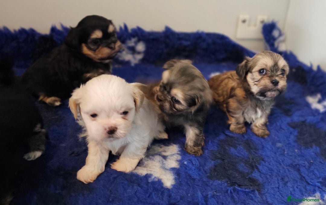 Shih Tzu dogs for sale: Beautiful Shih Tzu Puppies  - Image 29