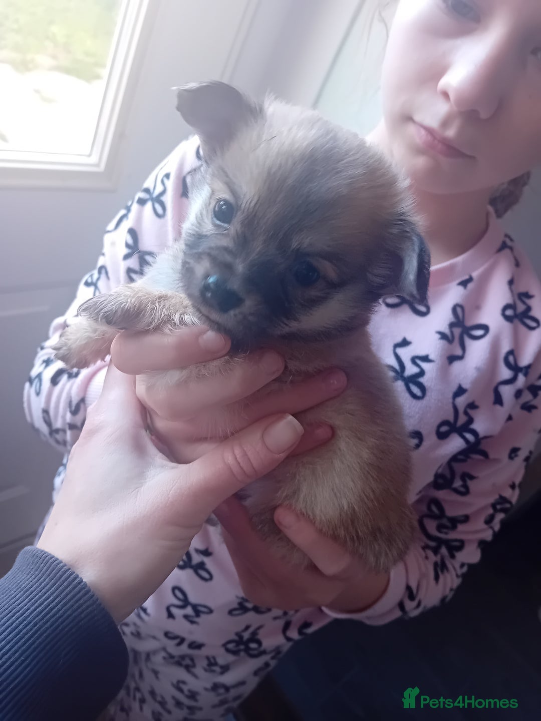 Mixed Breed dogs for sale: Lovely 3/4 chihuahua 1//4 poodle pups available  - Advert 3