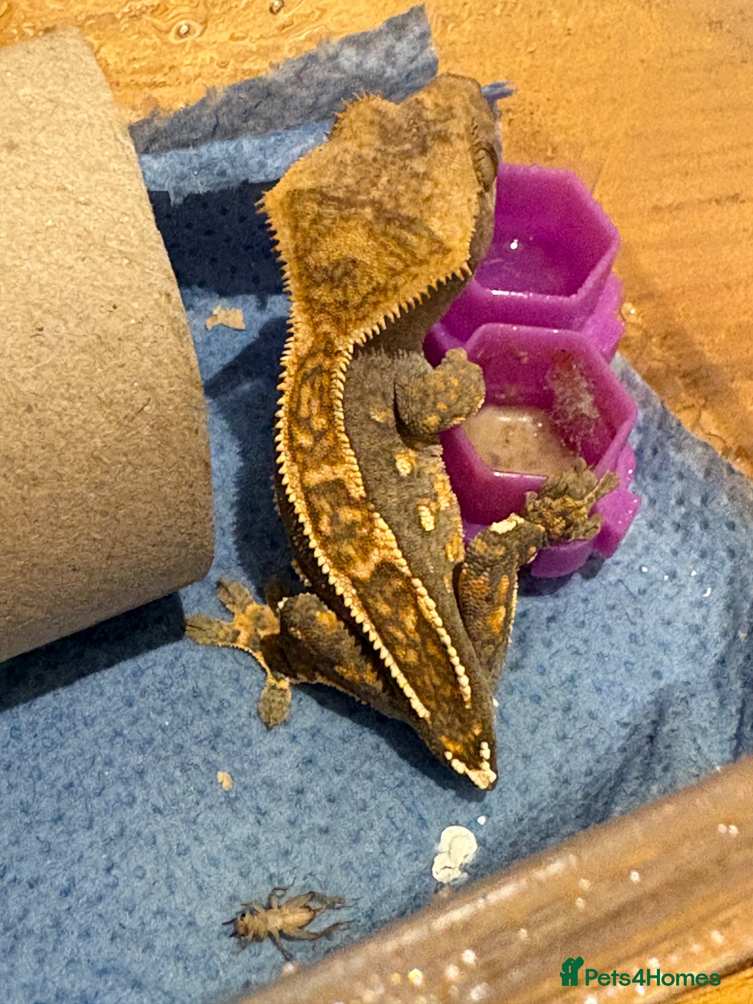 Gecko reptiles Juvenile Crested Geckos 3 left  - Advert 19