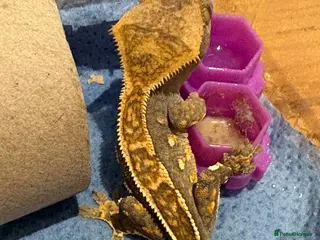 Gecko reptiles Juvenile Crested Geckos 3 left - Advert 19