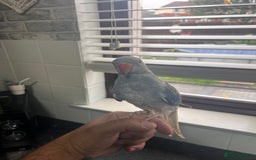 Ringnecks birds for sale: Violet ringneck / and green ringneck for sale  - Image 2