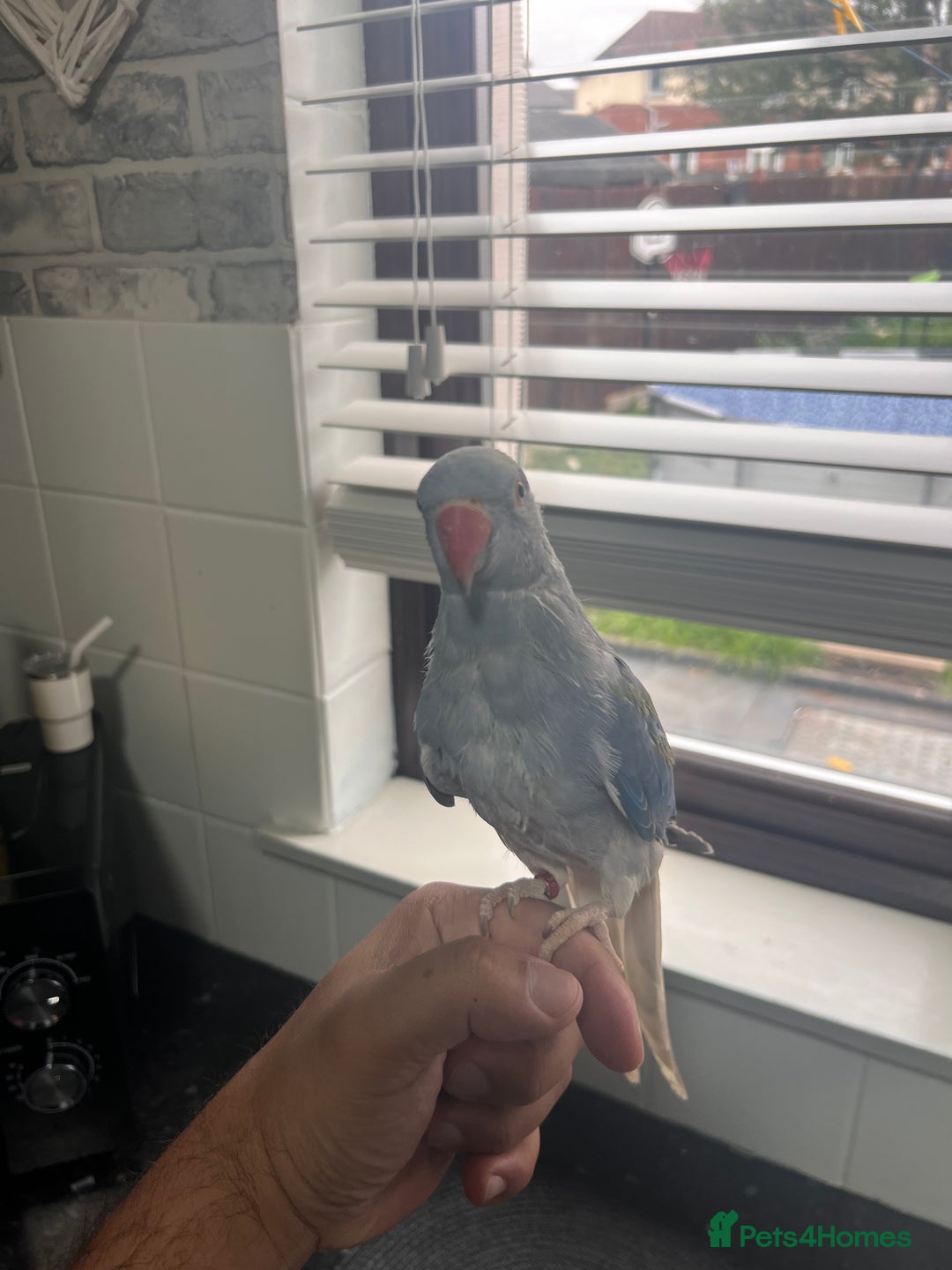 Ringnecks birds for sale: Violet ringneck / and green ringneck for sale  - Image 2