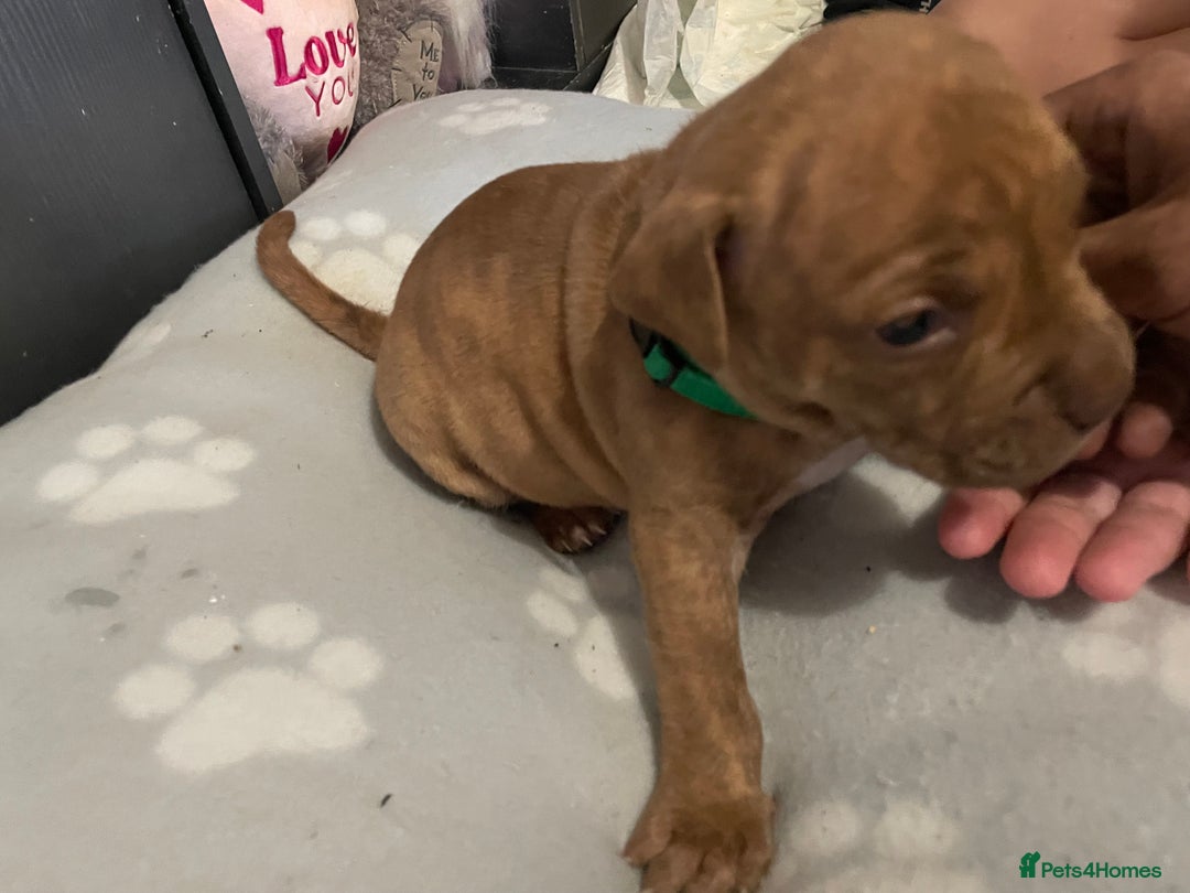 Staffordshire Bull Terrier dogs for sale: Staffy puppy  - Image 17