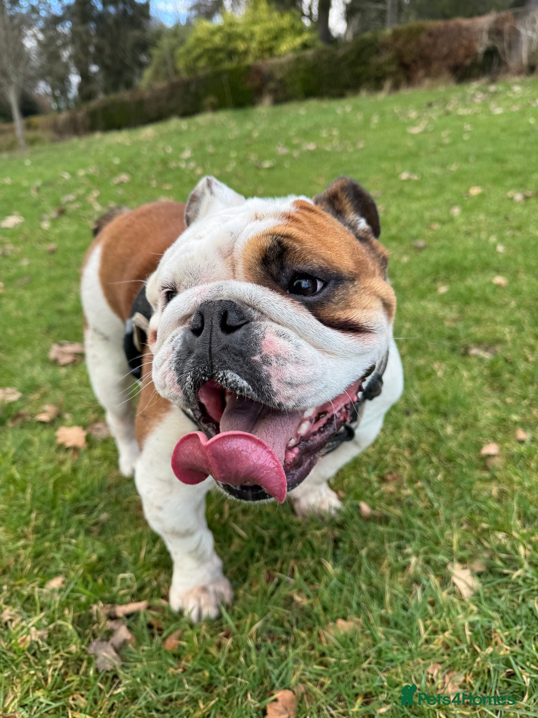English Bulldog dogs for sale: 4 Year Old Female English Bulldog  - Advert 1