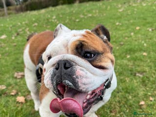 English Bulldog dogs 4 Year Old Female English Bulldog - Advert 3