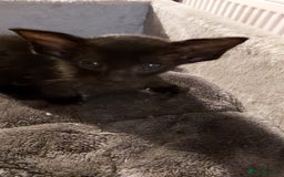 Oriental cats for sale: Full Pedigree Oriental 3 Kittens XL size ears GCCF - Image 39