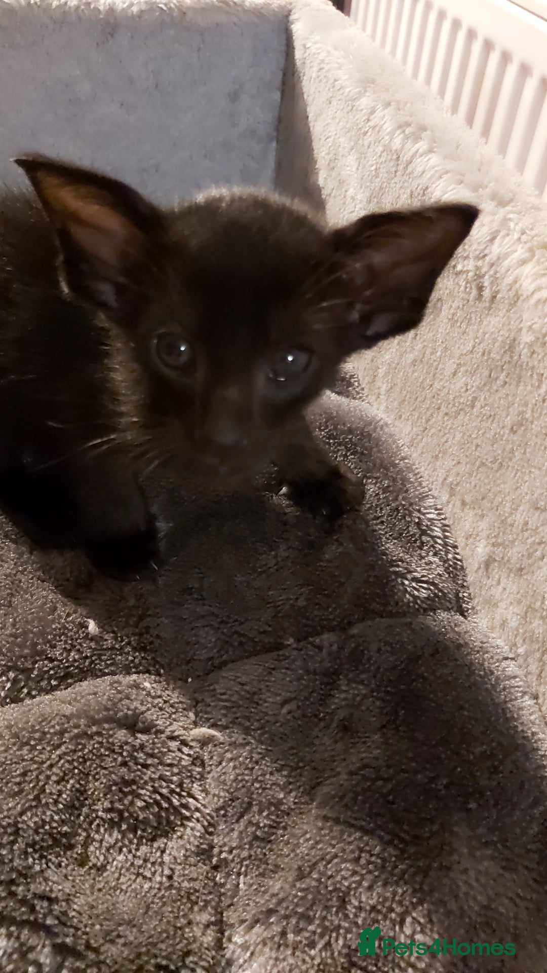 Oriental cats for sale: Full Pedigree Oriental 3 Kittens XL size ears GCCF - Image 39