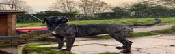 Cane Corso dogs for sale: Stunning cane corso puppy’s  - Advert 2