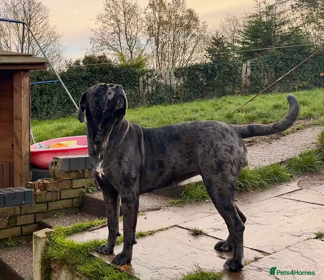 Cane Corso dogs for sale: Stunning cane corso puppy’s  - Advert 2