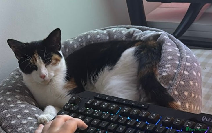 Mixed Breed cats 3  beautiful Kittens  - Advert 1