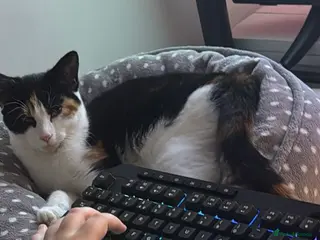 Mixed Breed cats 3 beautiful Kittens - Advert 2