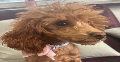 Toy Poodle dogs in Chichester - Advert 2