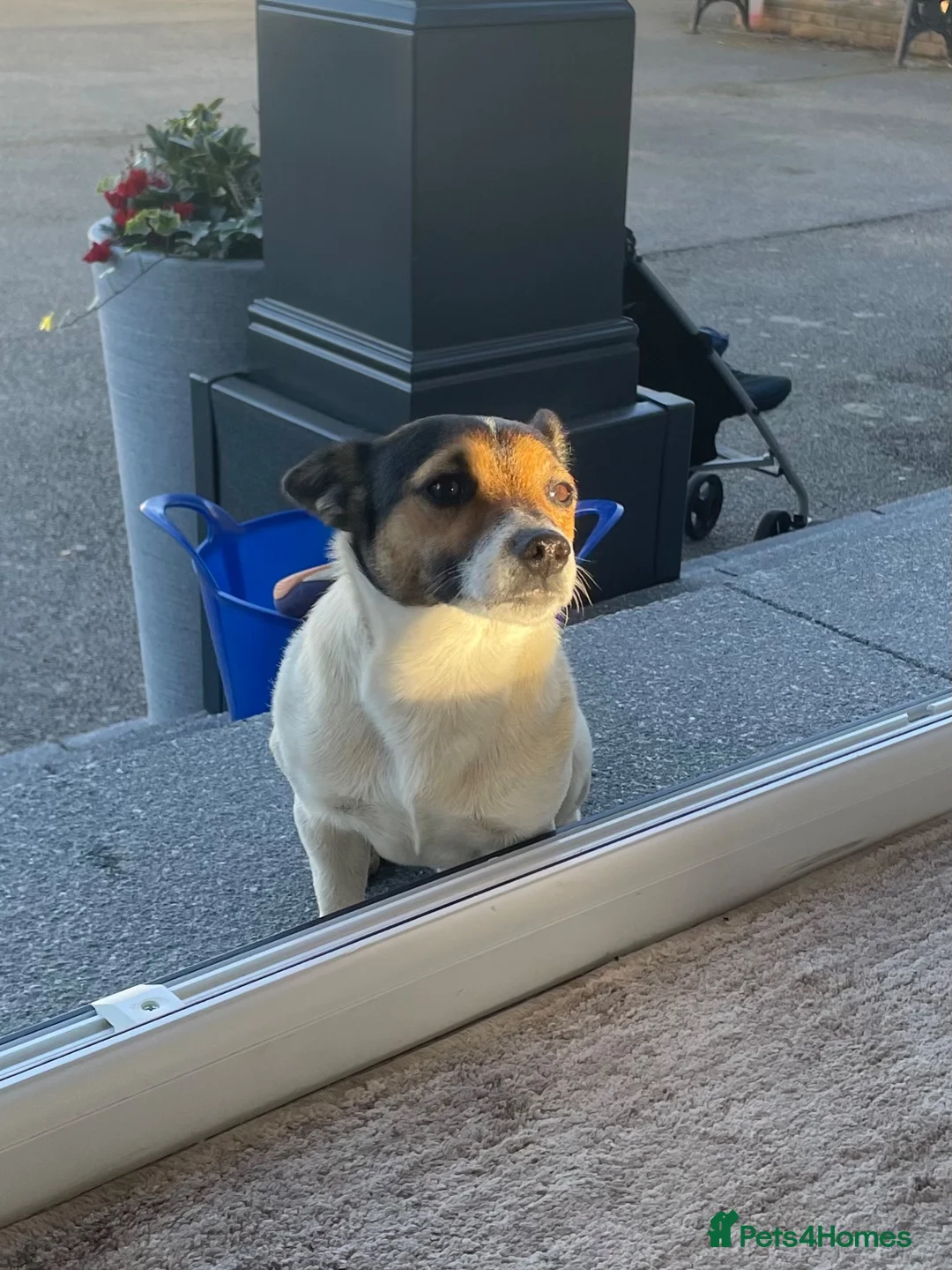 Jack Russell dogs for sale: Jack russel Male for sale (open to offers) in Yarm - Advert 2