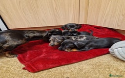 Miniature Dachshund dogs for sale: Black grey dapple, Black Tan miniature dachshund - Image 7