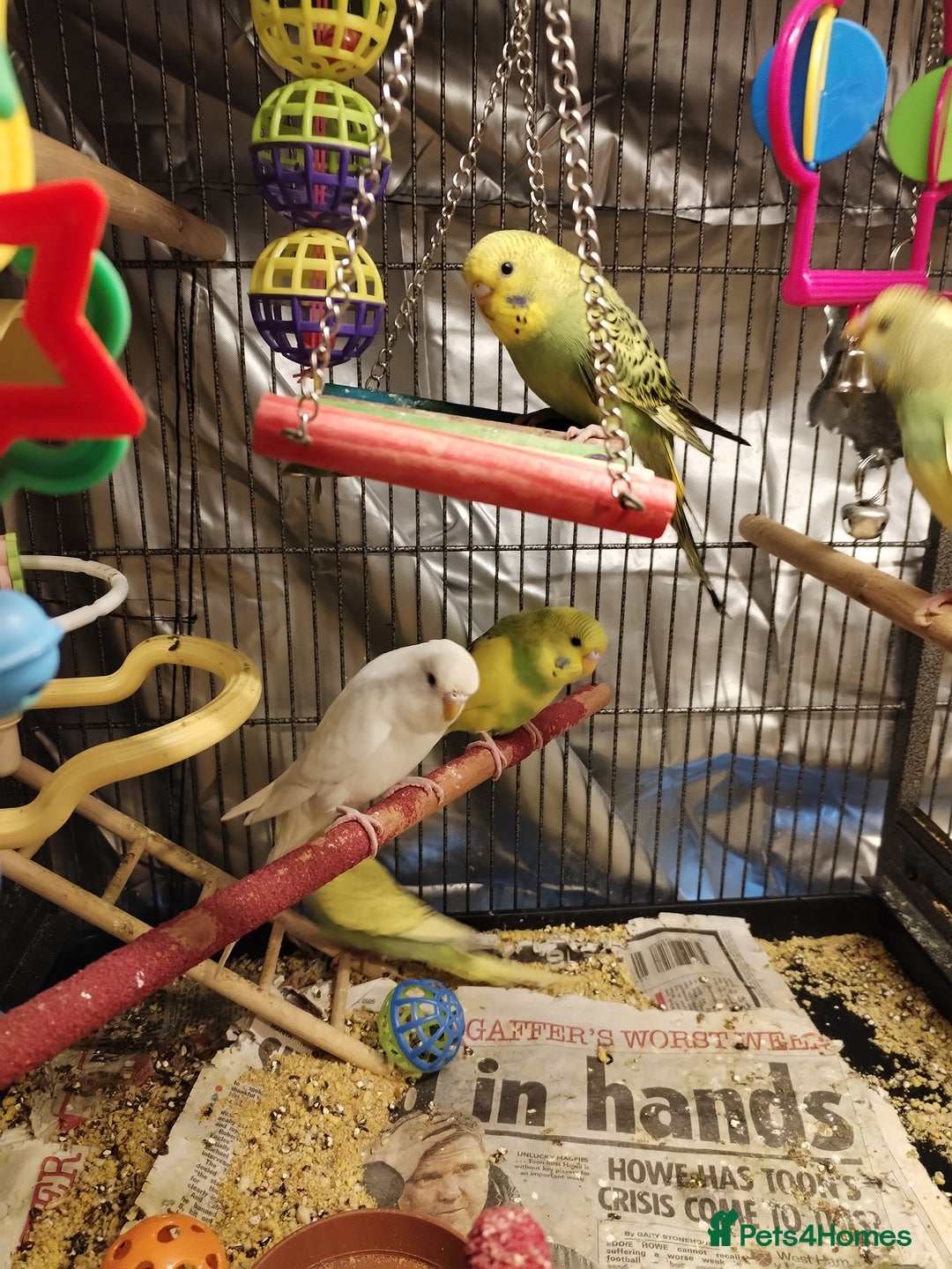 Budgerigars birds for sale: Beautiful baby budgies  - Advert 6