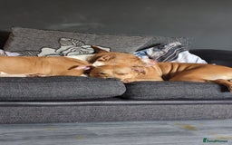 American Bull Staffy dogs for sale: Two lovely girls  - Image 6
