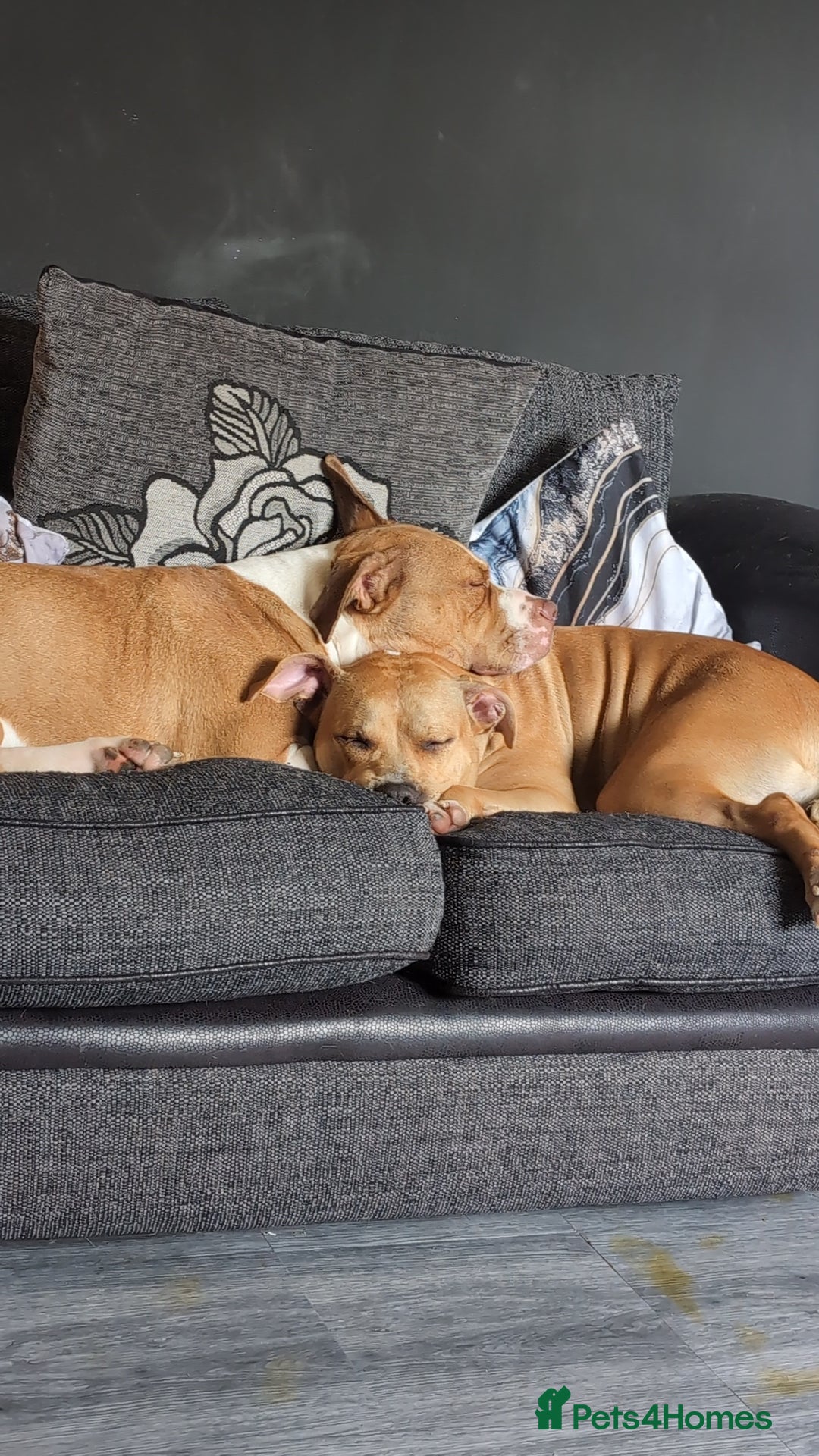 American Bull Staffy dogs for sale: Two lovely girls  - Image 6