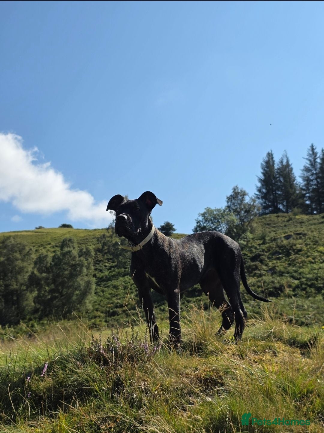 Mixed Breed dogs Nala - looking for a loving home  - Advert 1