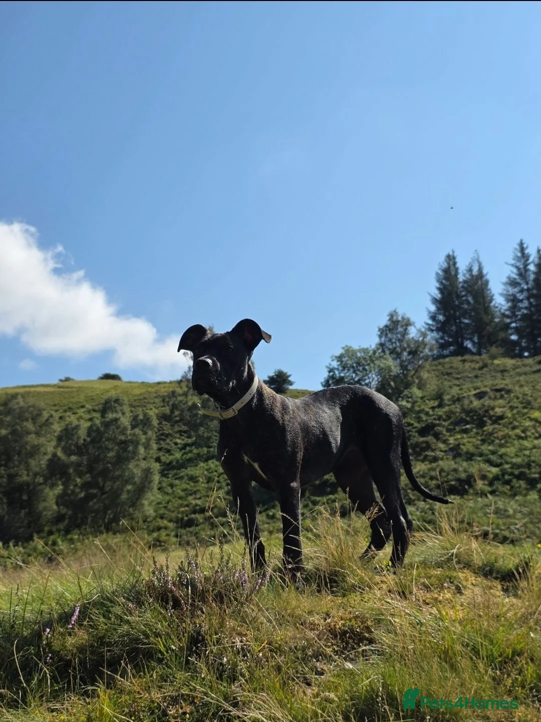 Mixed Breed dogs for sale: Nala - looking for a loving home  - Advert 1