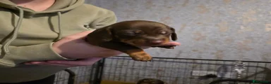 Dachshund 3