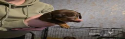 Dachshund dogs for sale: Sassgue dogs 2 of each sex available  - Advert 4