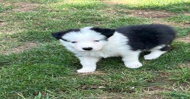 Border Collie dogs - Advert 11