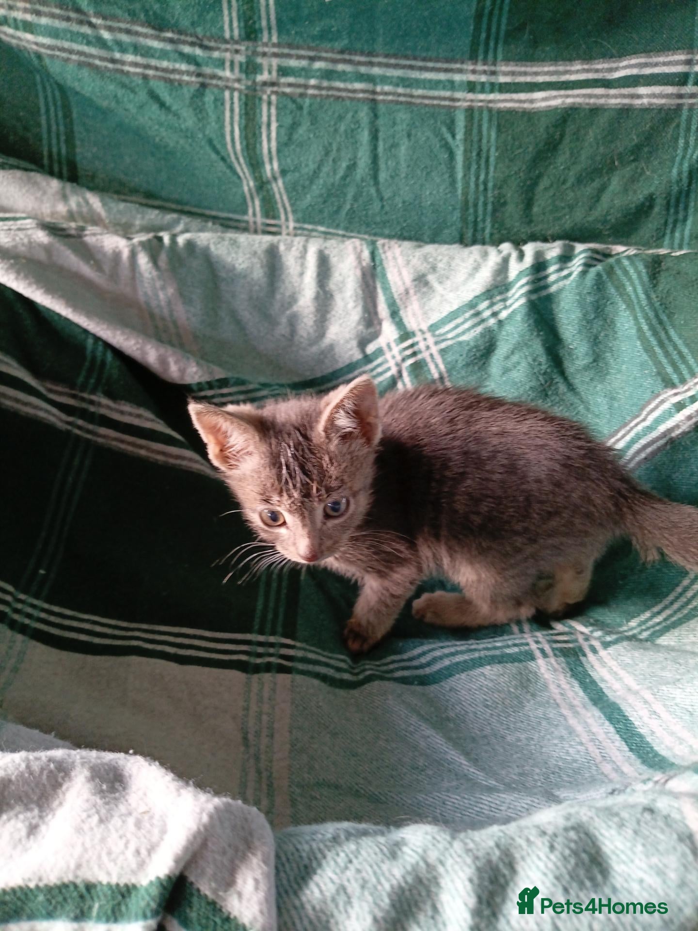 Mixed Breed cats RAGDOLL/BENGAL X - Advert 2