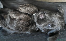Miniature Schnauzer dogs for sale: KC Registered Black Miniature Schnauzer Pups  - Image 11