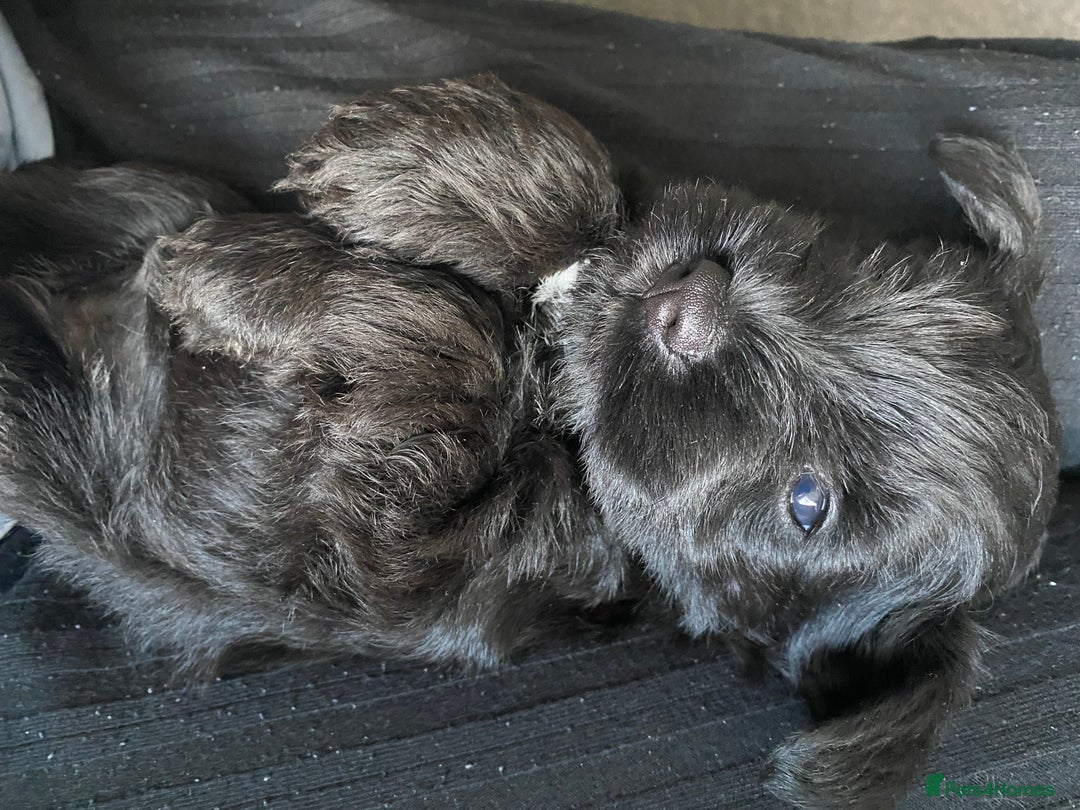 Miniature Schnauzer dogs for sale: KC Registered Black Miniature Schnauzer Pups  - Image 11