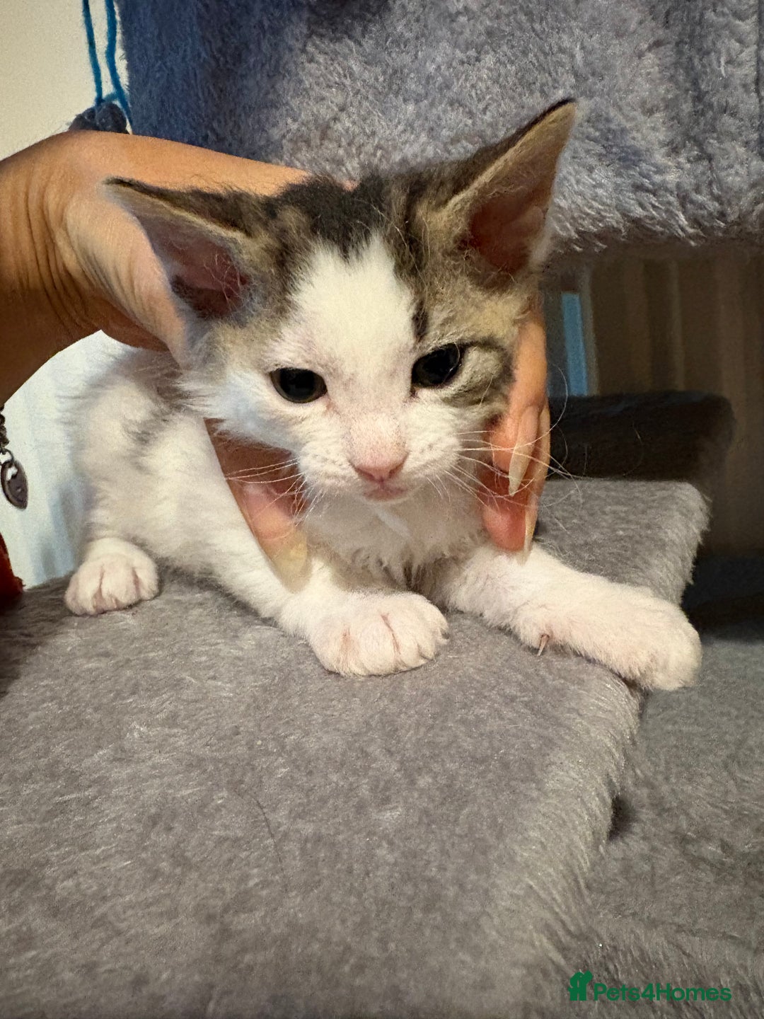 Mixed Breed cats for sale: Seven Tiny Adventures Waiting for Their Families - Advert 28