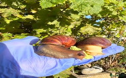 Snails invertebrates for sale: Giant African land snails young adults  - Image 4