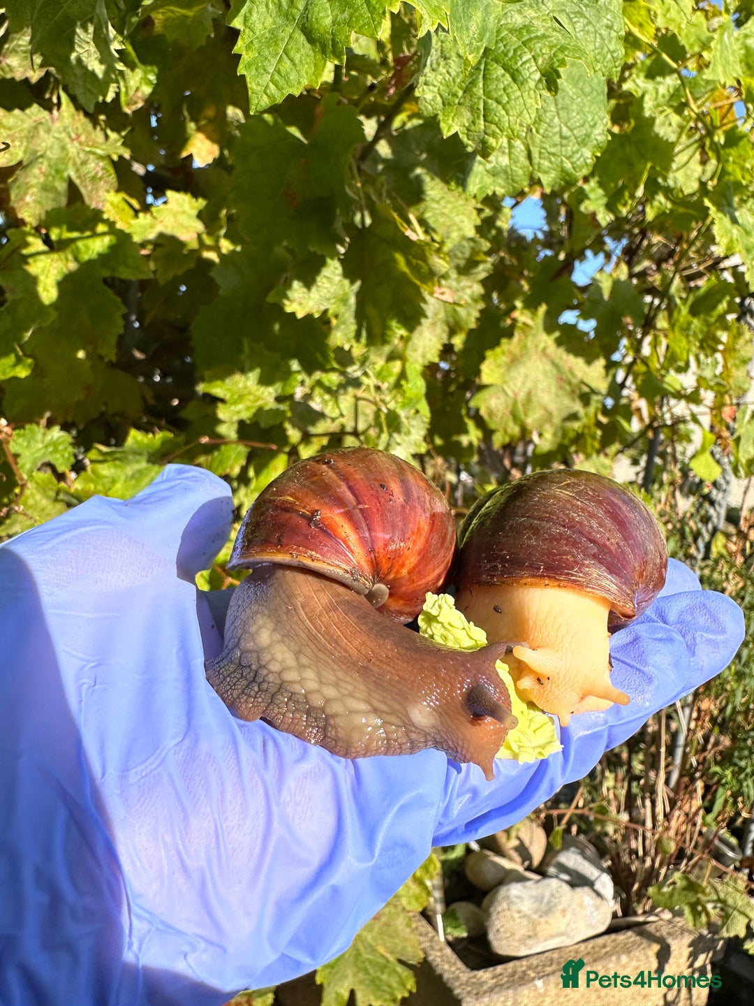 Snails invertebrates for sale: Giant African land snails young adults  - Image 4