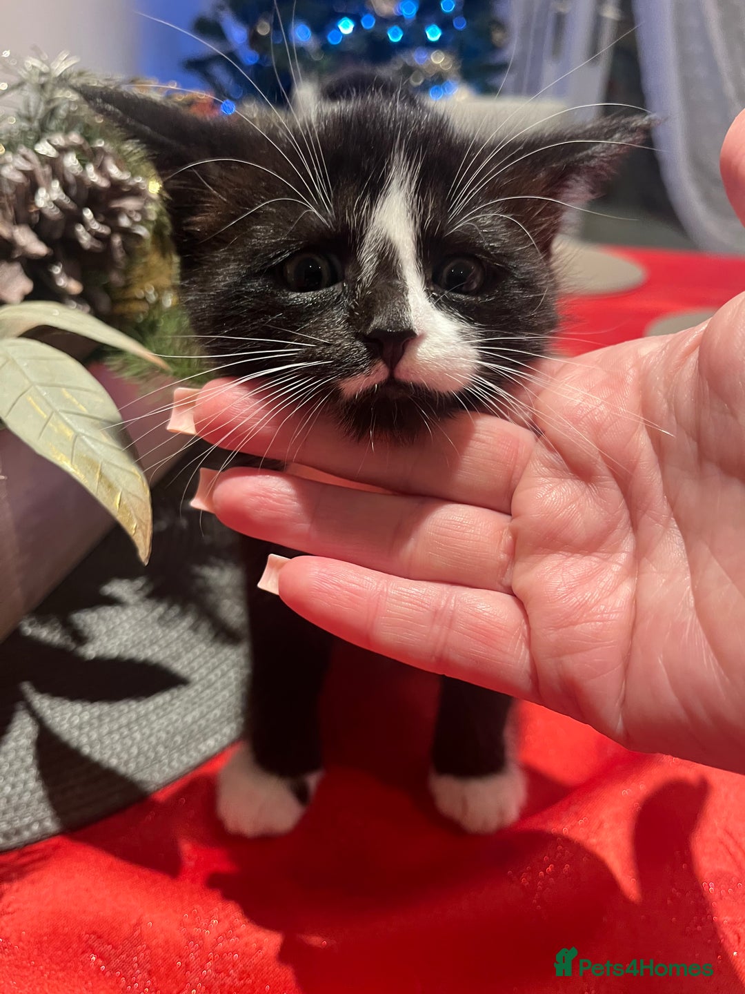 Maine Coon cats for sale: Main coon cross bread  - Advert 9