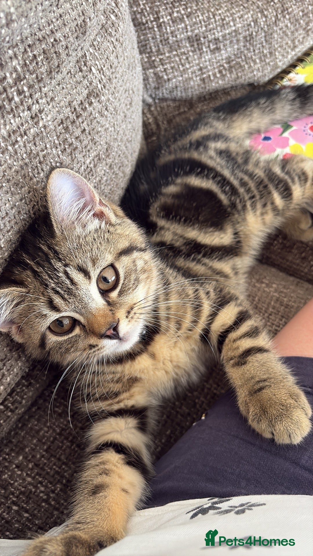 British Shorthair cats 7 month Old boy Kitten - Advert 1