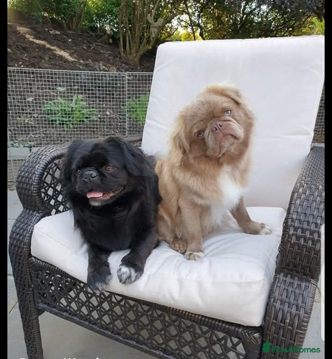 Pug dogs for stud: FLUFFY PUG STUD Blue Choc Black Tan carrier Husky - Advert 12